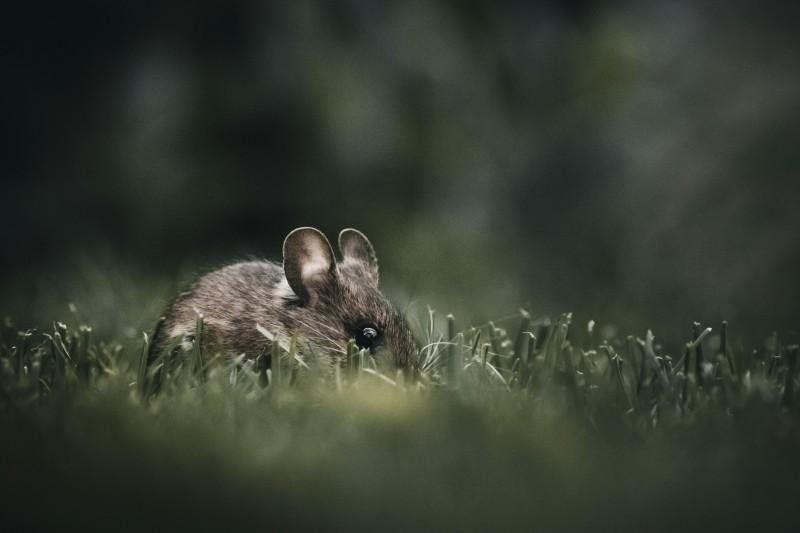 Tegnene på rotter i hjemmet: Hvordan identifisere dem